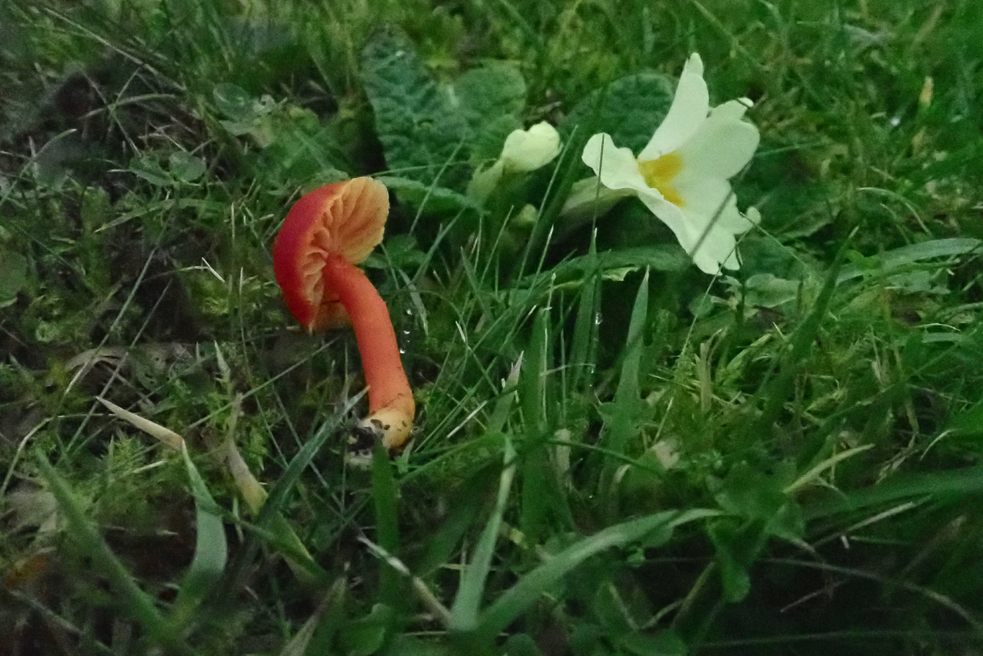 Hygrocybe coccinea  by Penny Cullington